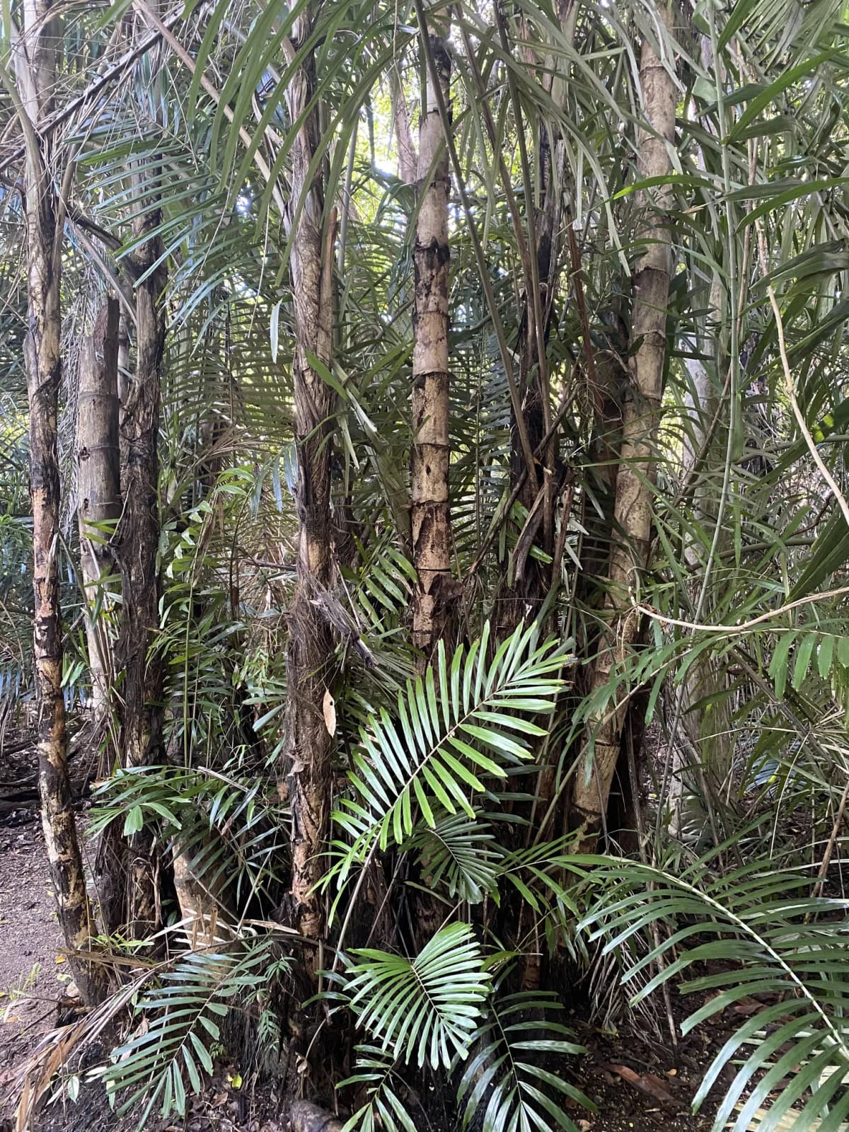 Botanical specimen of Arenga Australasica.