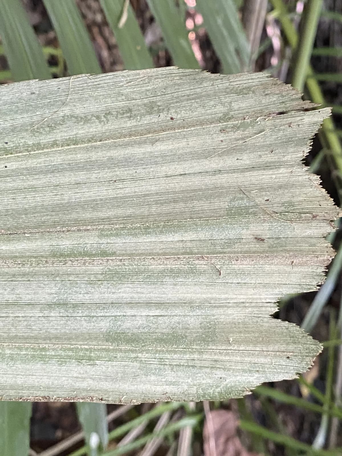 Botanical specimen of Arenga Australasica.