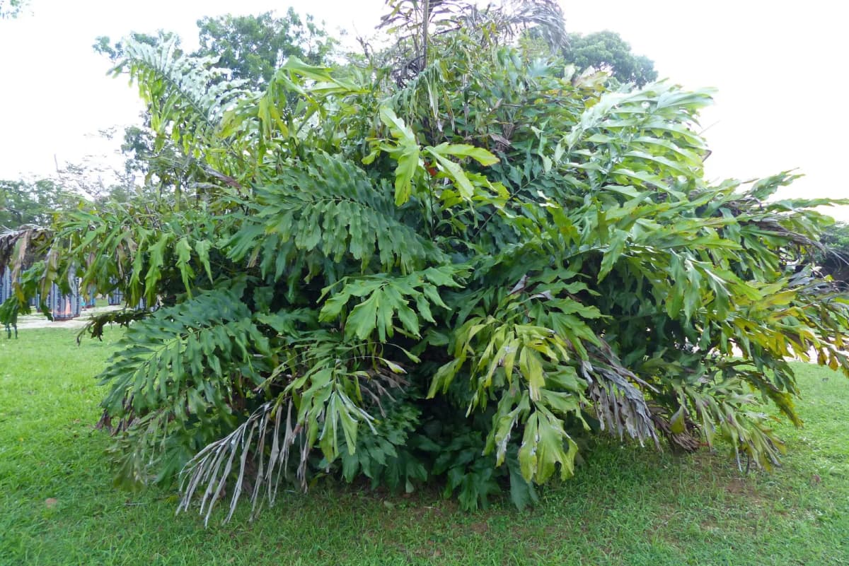 Botanical specimen of Arenga Brevipes.