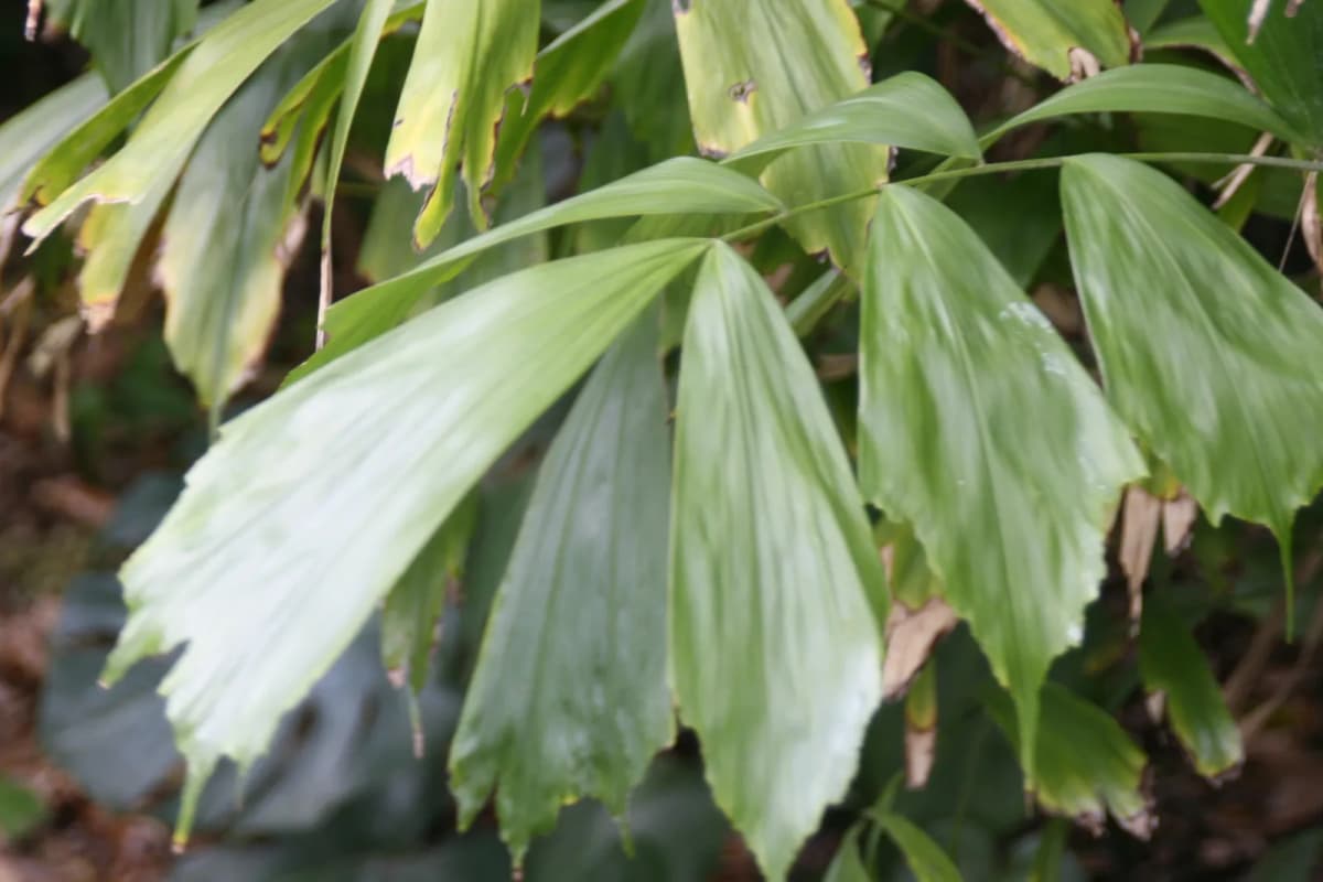 Botanical specimen of Arenga Caudata.