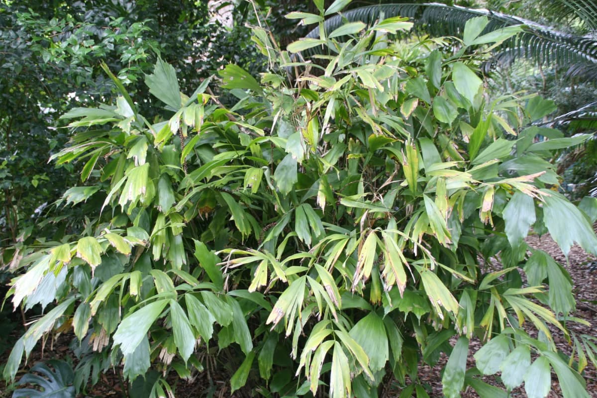 Botanical specimen of Arenga Caudata.