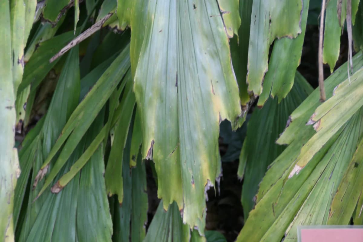 Botanical specimen of Arenga Caudata.