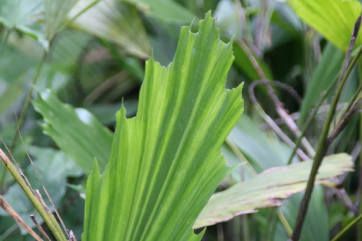 Botanical specimen of Arenga Caudata.