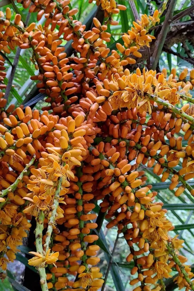 Botanical specimen of Arenga Engleri.