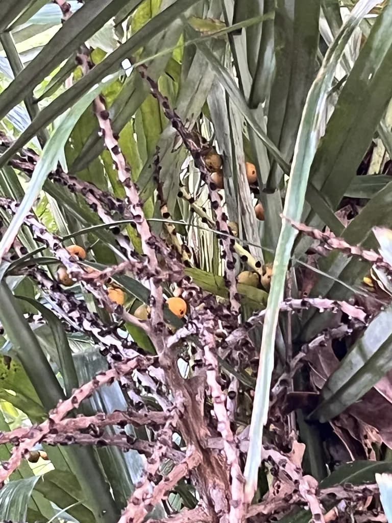 Botanical specimen of Arenga Engleri.