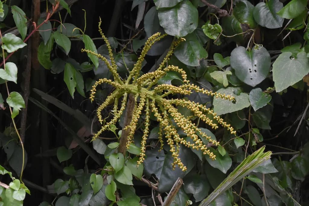 Botanical specimen of Arenga Engleri.