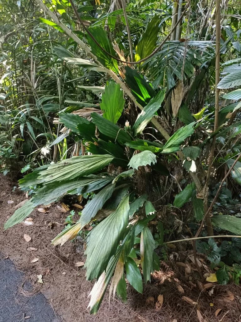 Botanical specimen of Arenga Hookeriana.