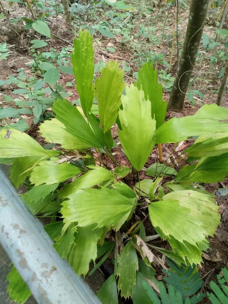 Botanical specimen of Arenga Hookeriana.