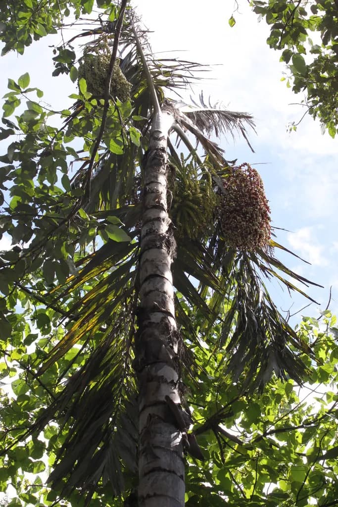 Botanical specimen of Arenga Listeri.