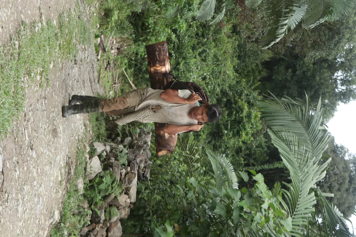 Botanical specimen of Arenga Micrantha.