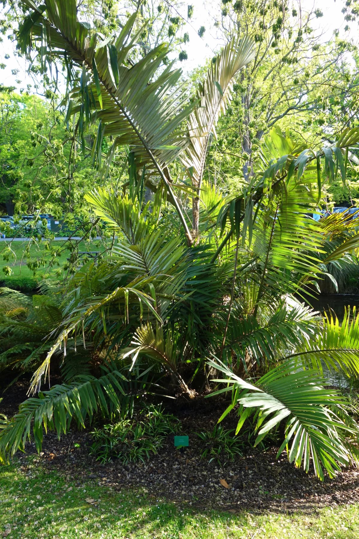 Botanical specimen of Arenga Micrantha.