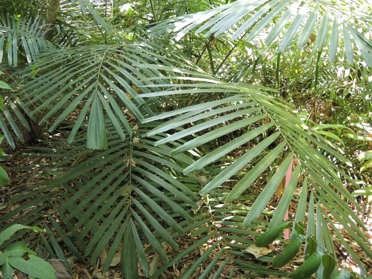 Botanical specimen of Arenga Microcarpa.