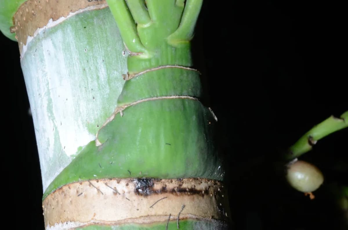 Botanical specimen of Arenga Microcarpa.