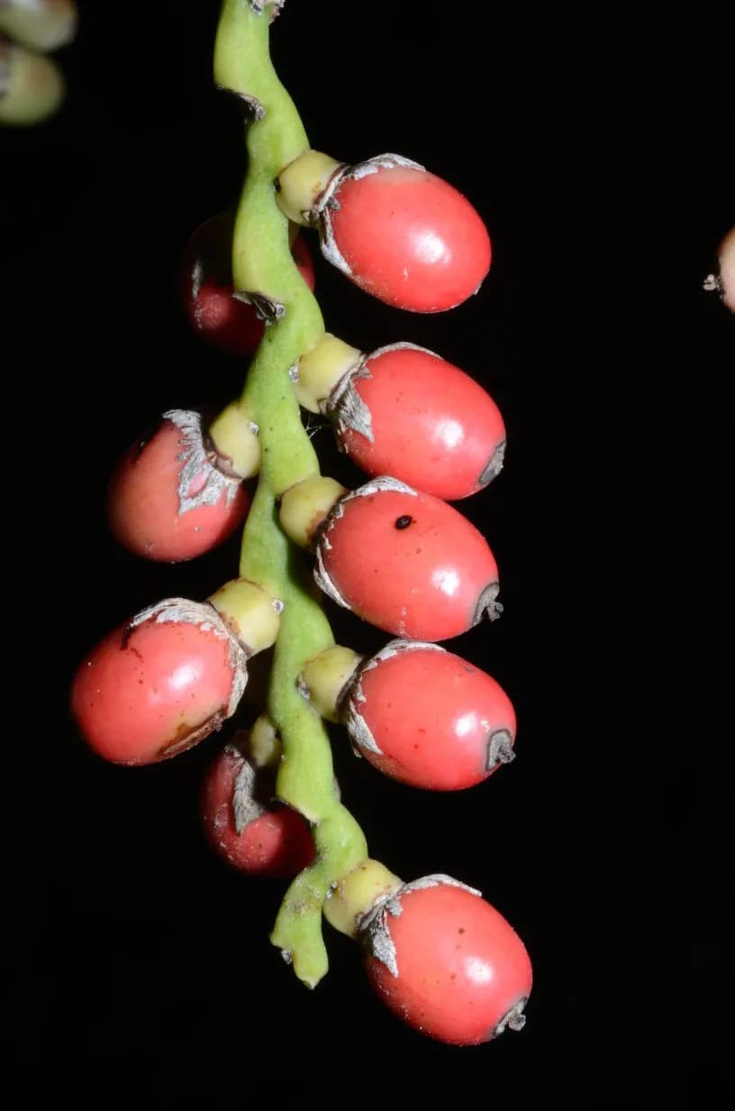 Botanical specimen of Arenga Microcarpa.