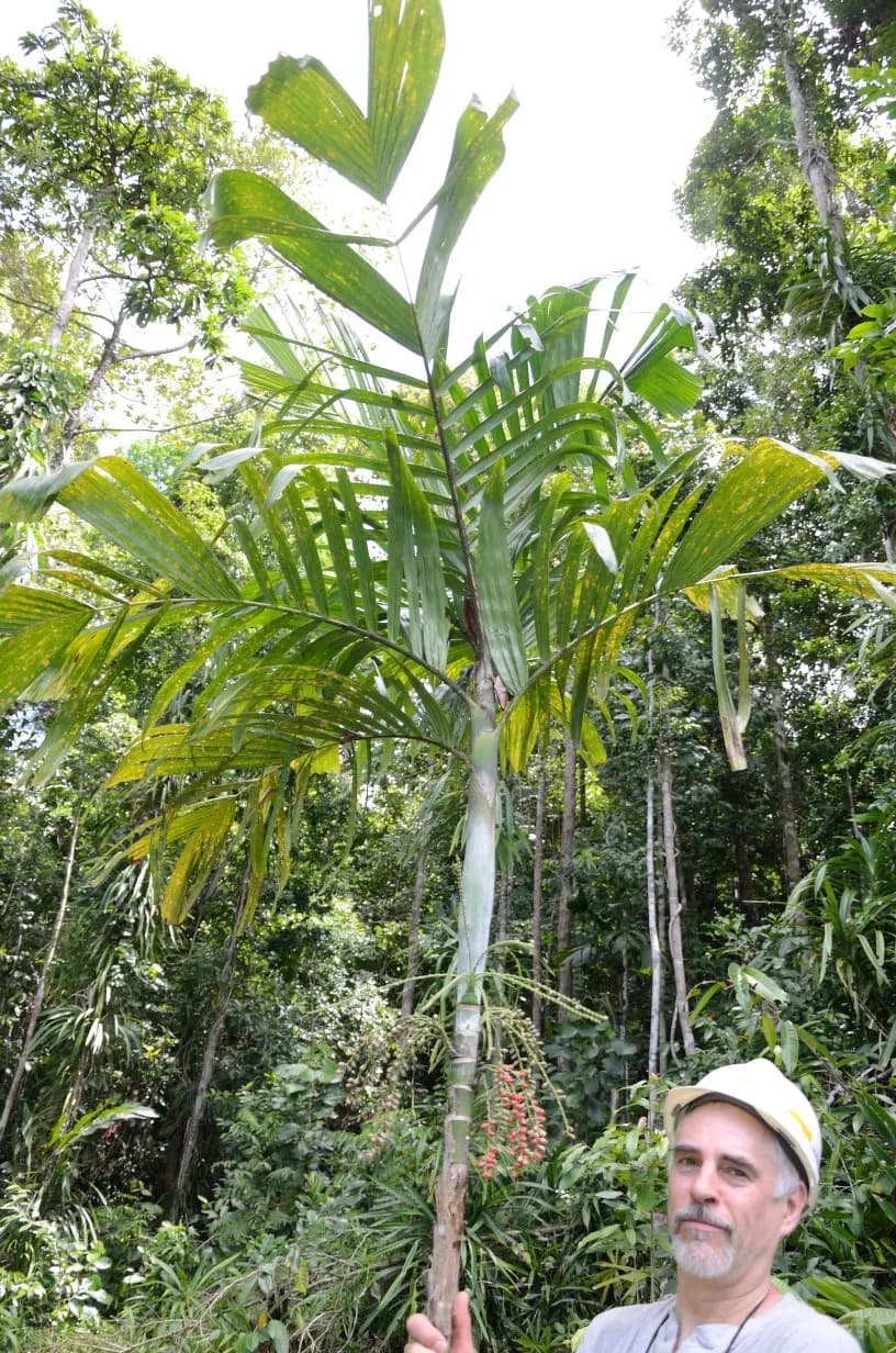 Botanical specimen of Arenga Microcarpa.