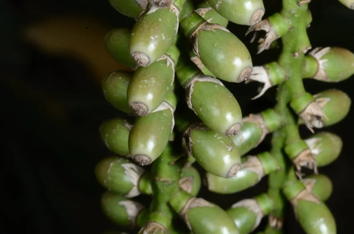 Botanical specimen of Arenga Microcarpa.