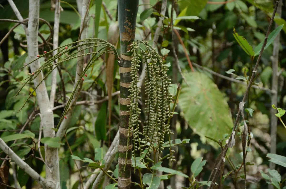 Botanical specimen of Arenga Microcarpa.