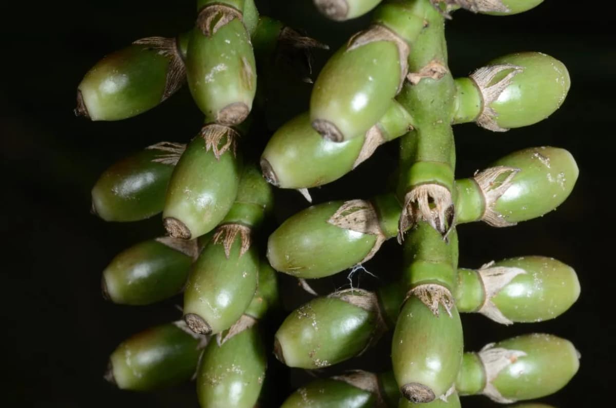 Botanical specimen of Arenga Microcarpa.