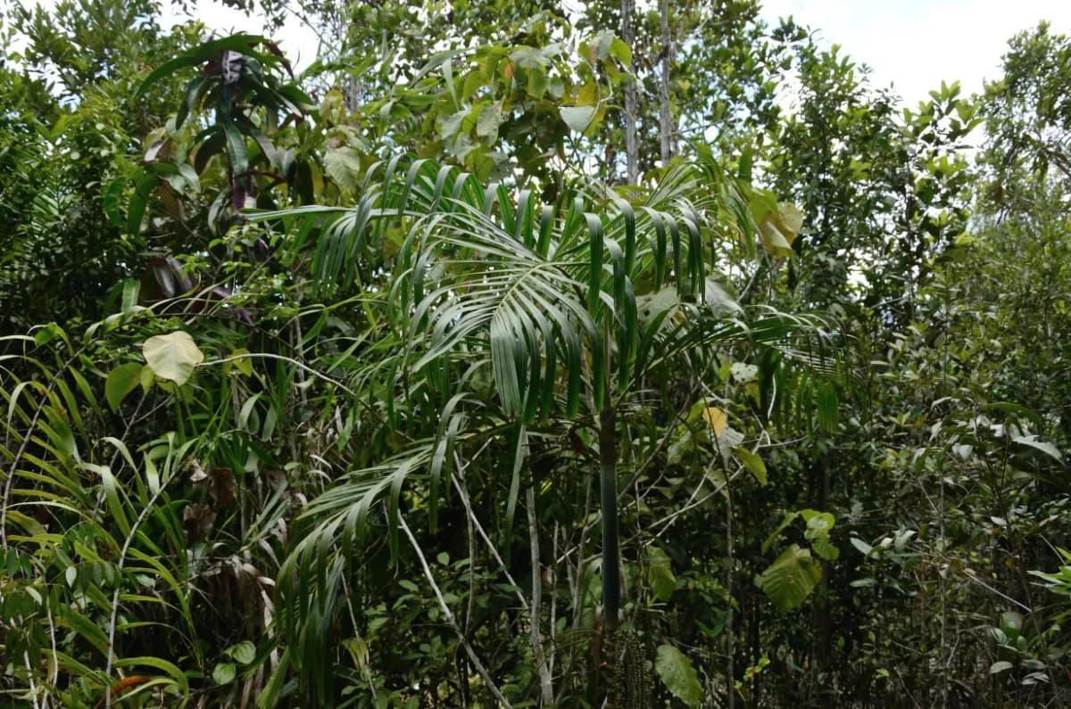 Botanical specimen of Arenga Microcarpa.