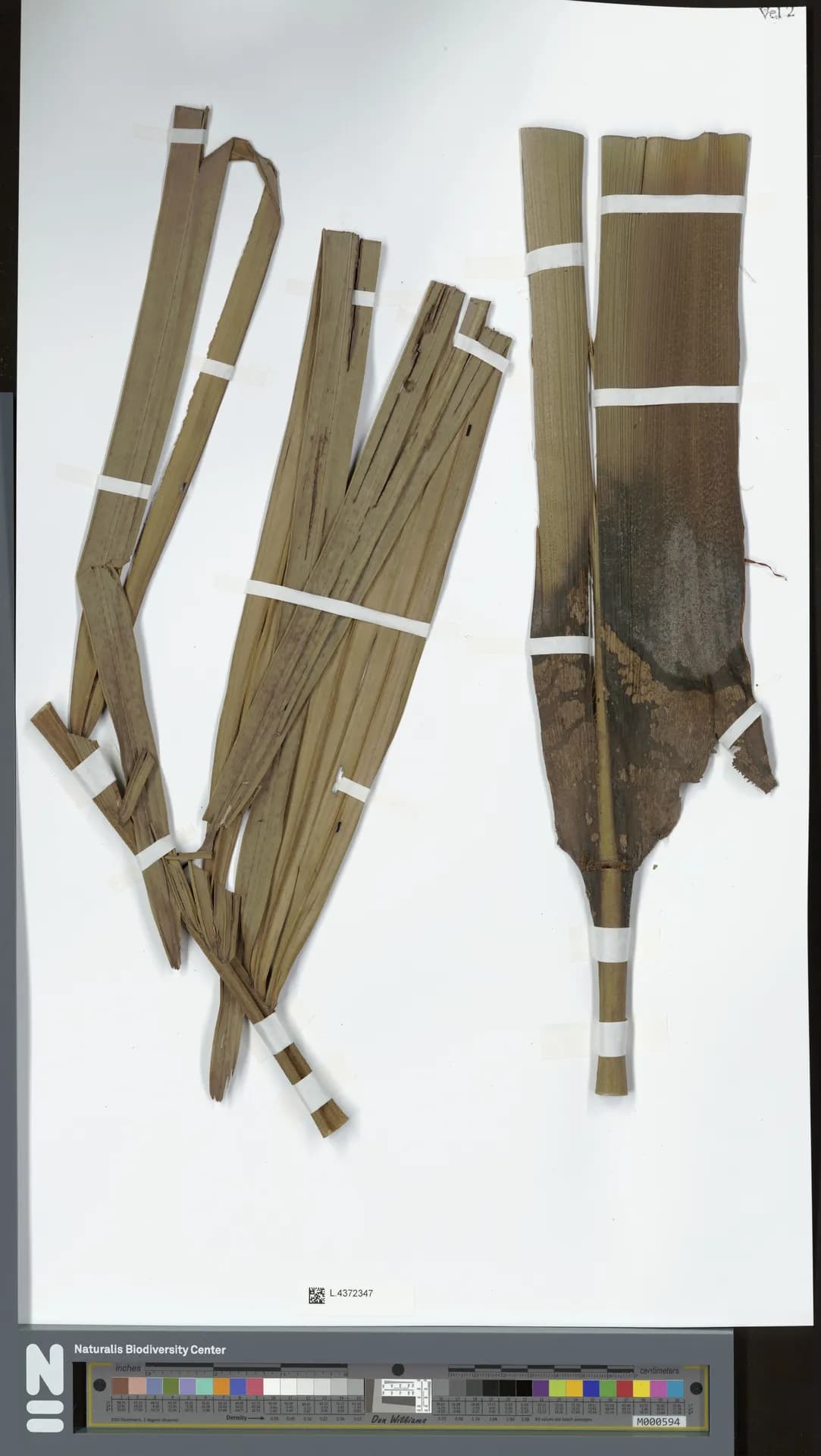 Botanical specimen of Arenga Microcarpa.