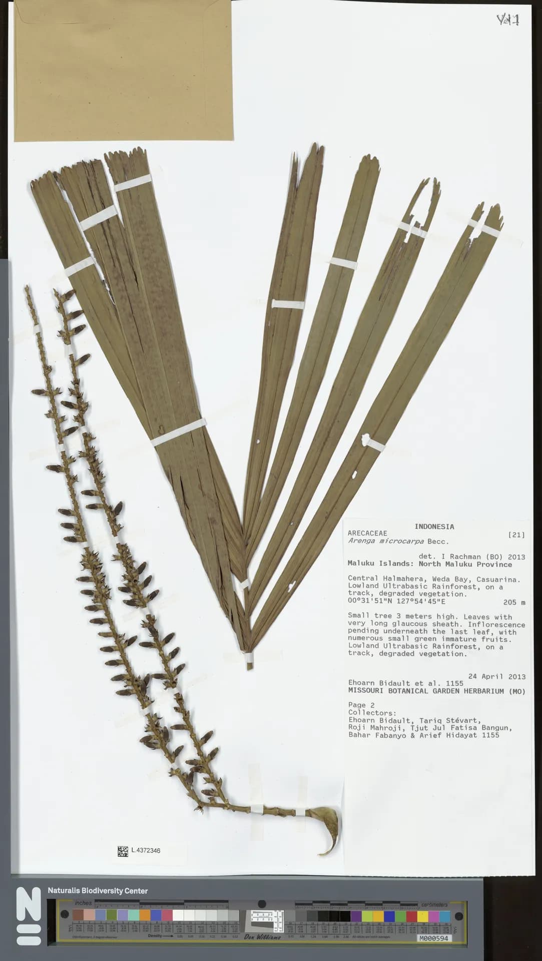 Botanical specimen of Arenga Microcarpa.