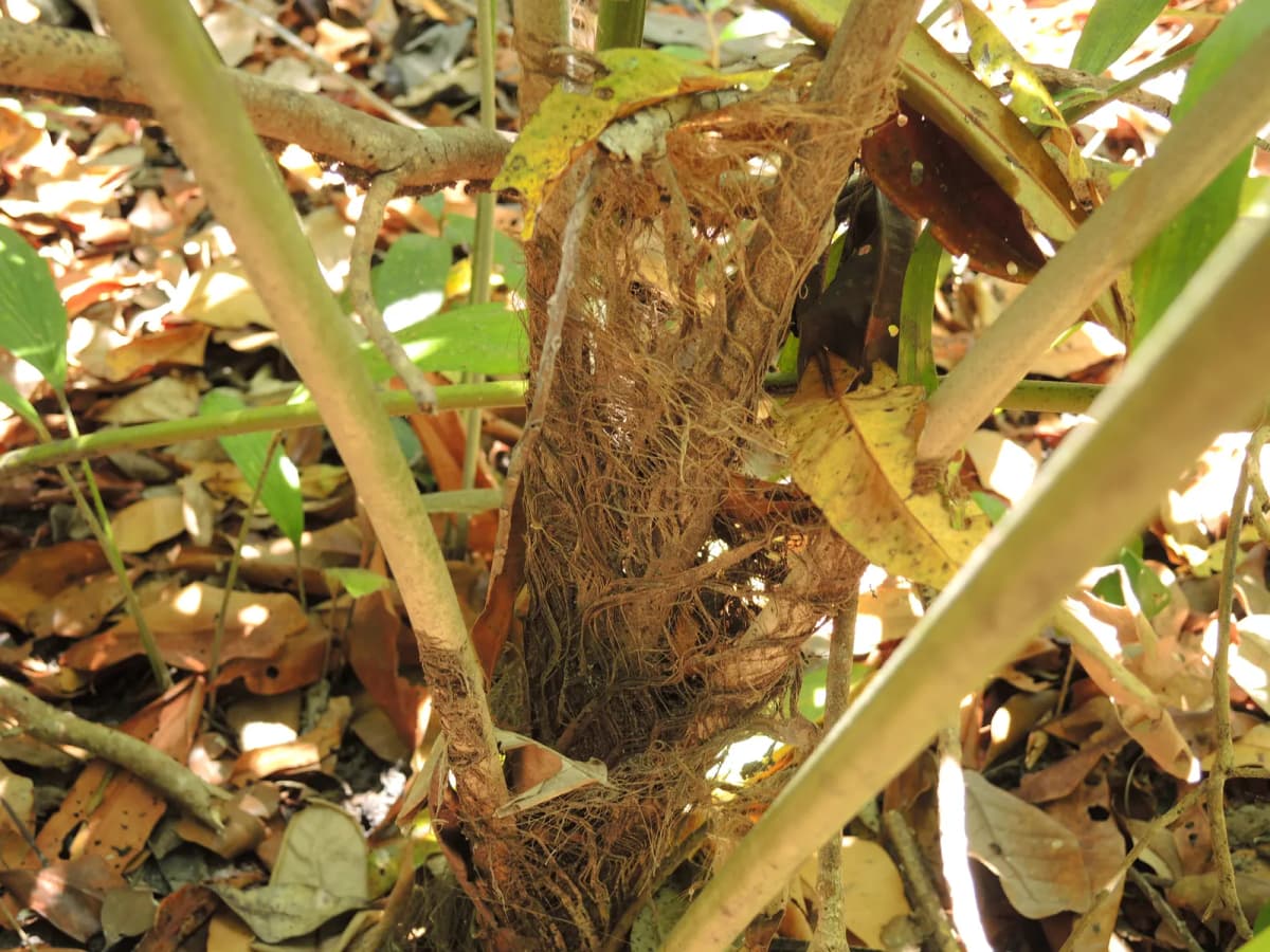 Botanical specimen of Arenga Microcarpa.