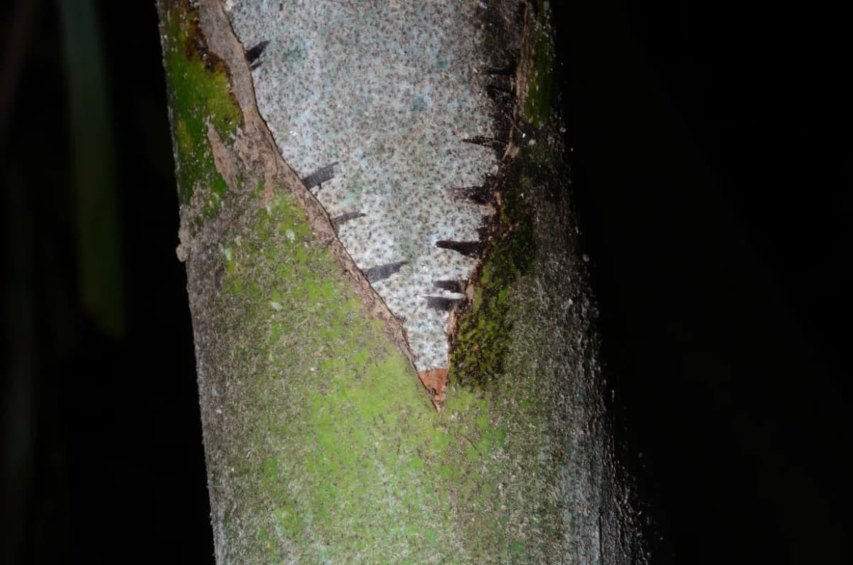Botanical specimen of Arenga Microcarpa.