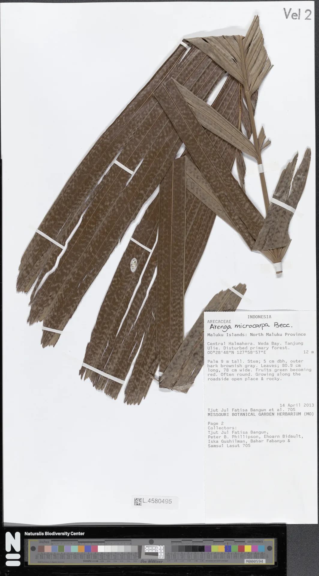 Botanical specimen of Arenga Microcarpa.