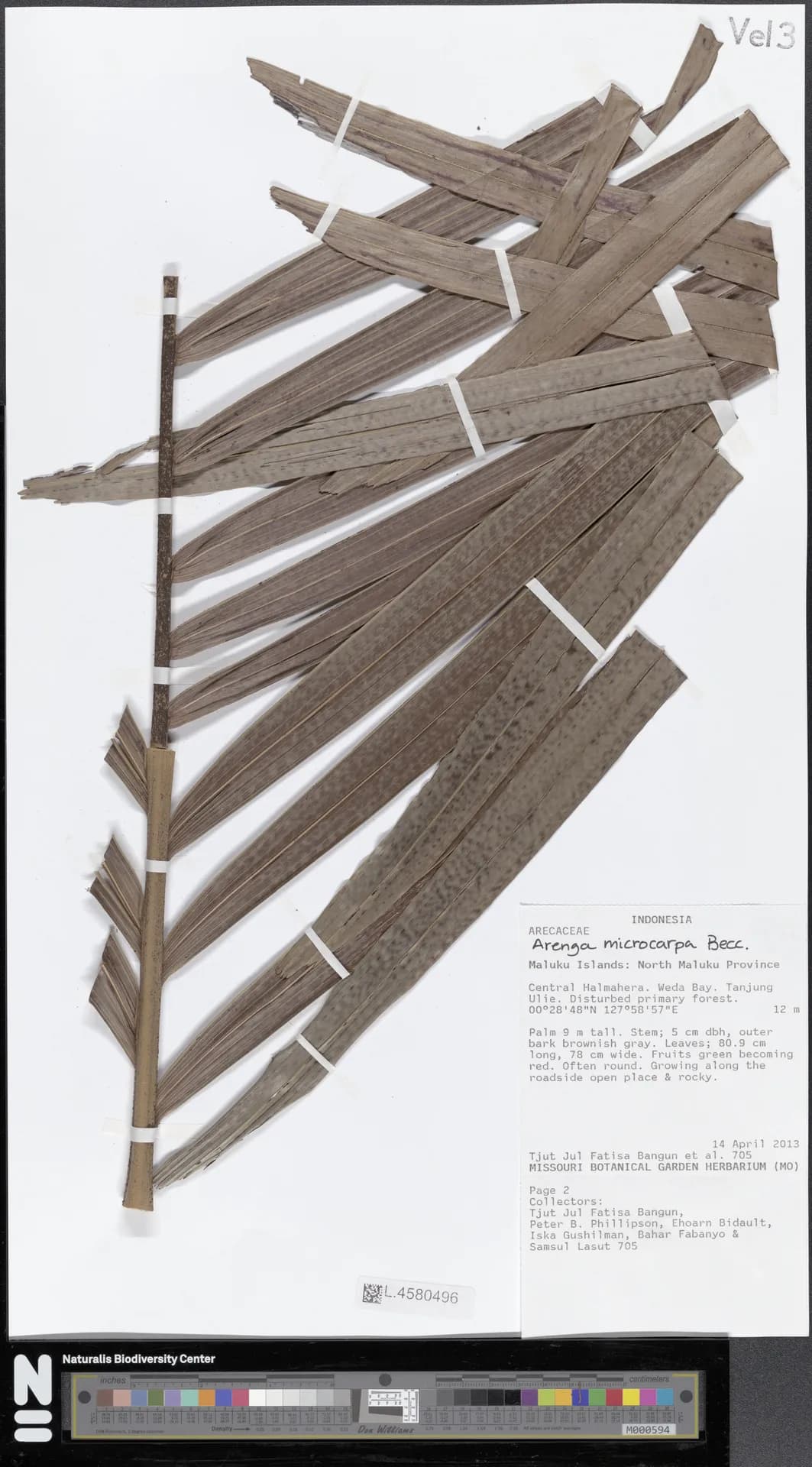 Botanical specimen of Arenga Microcarpa.