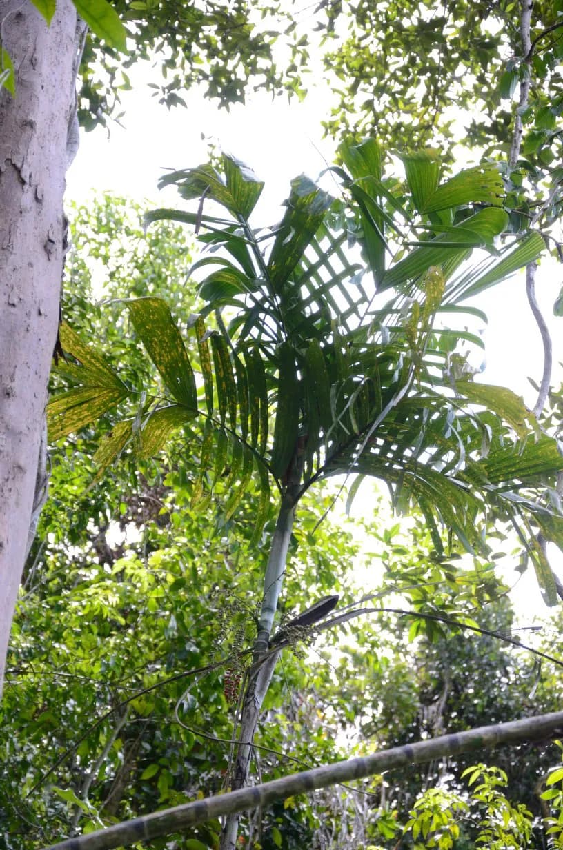 Botanical specimen of Arenga Microcarpa.