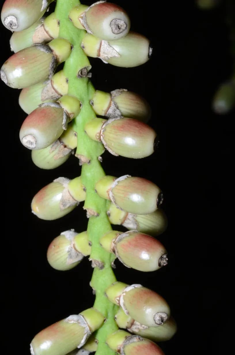 Botanical specimen of Arenga Microcarpa.