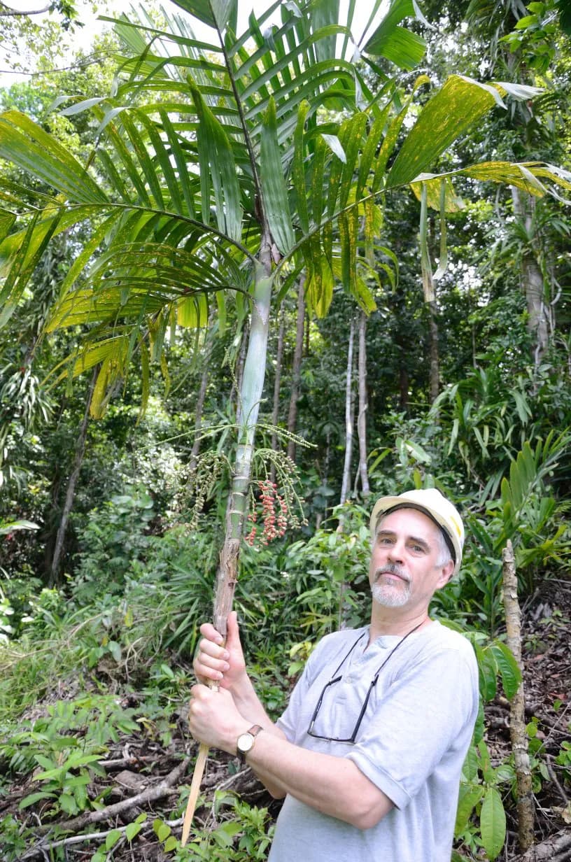 Botanical specimen of Arenga Microcarpa.