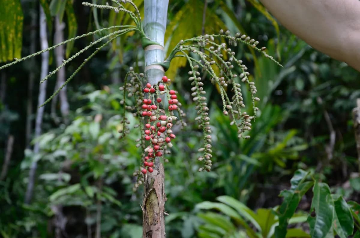 Botanical specimen of Arenga Microcarpa.