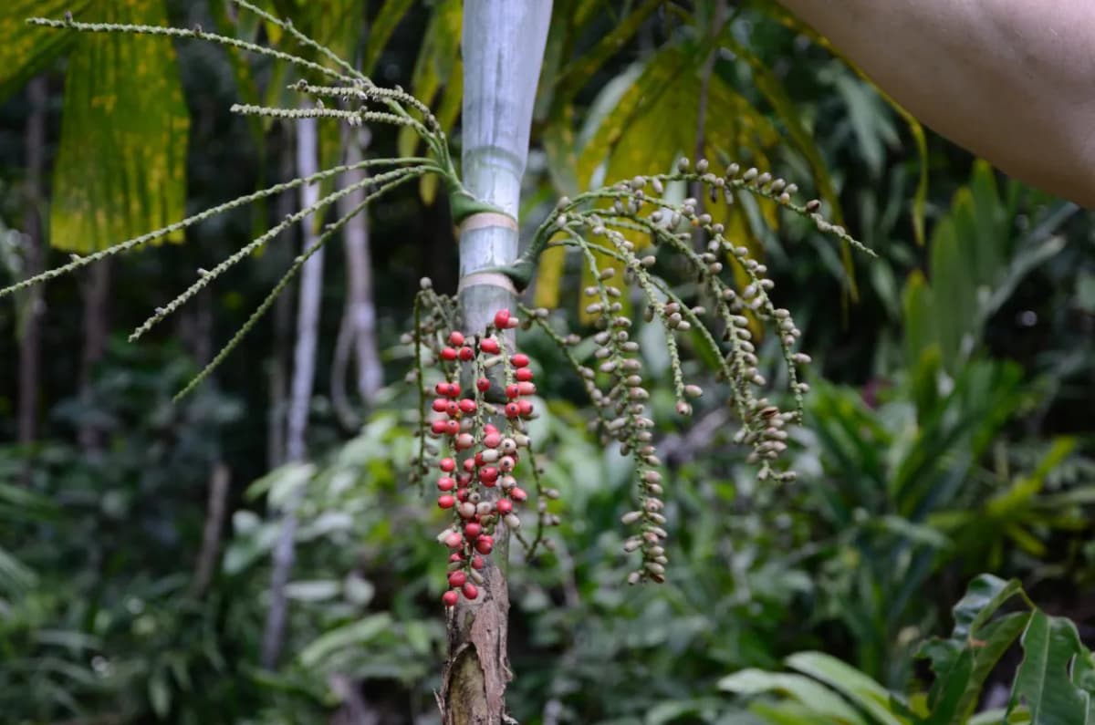 Botanical specimen of Arenga Microcarpa.