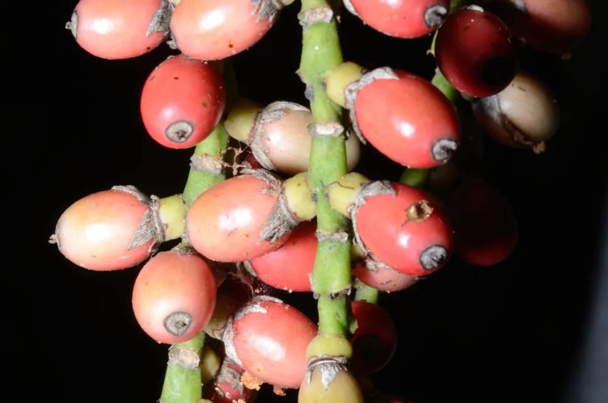 Botanical specimen of Arenga Microcarpa.