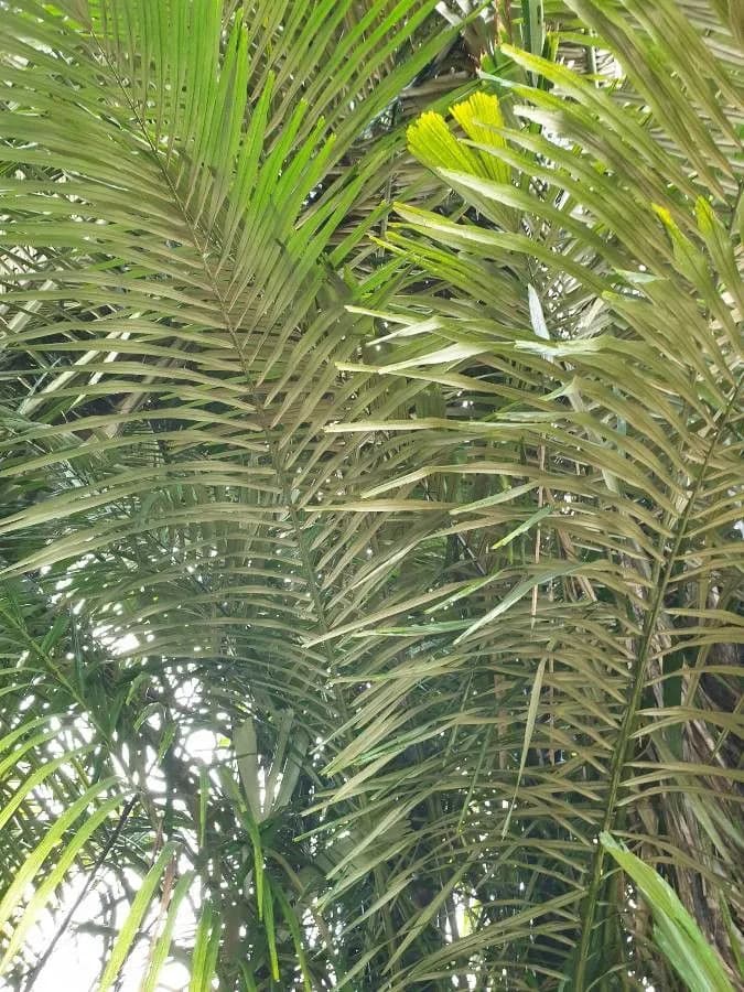 Botanical specimen of Arenga Obtusifolia.