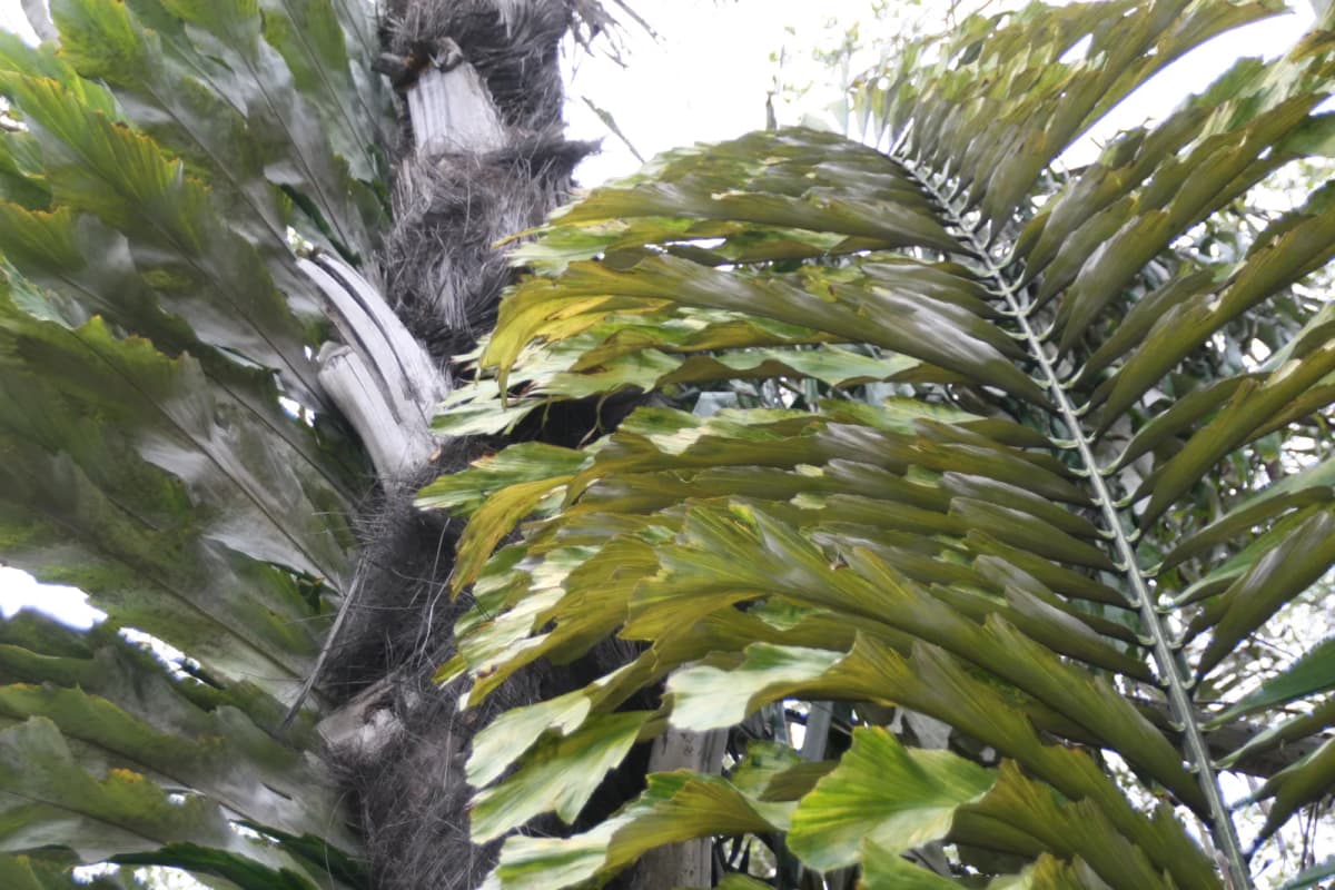 Botanical specimen of Arenga Obtusifolia.