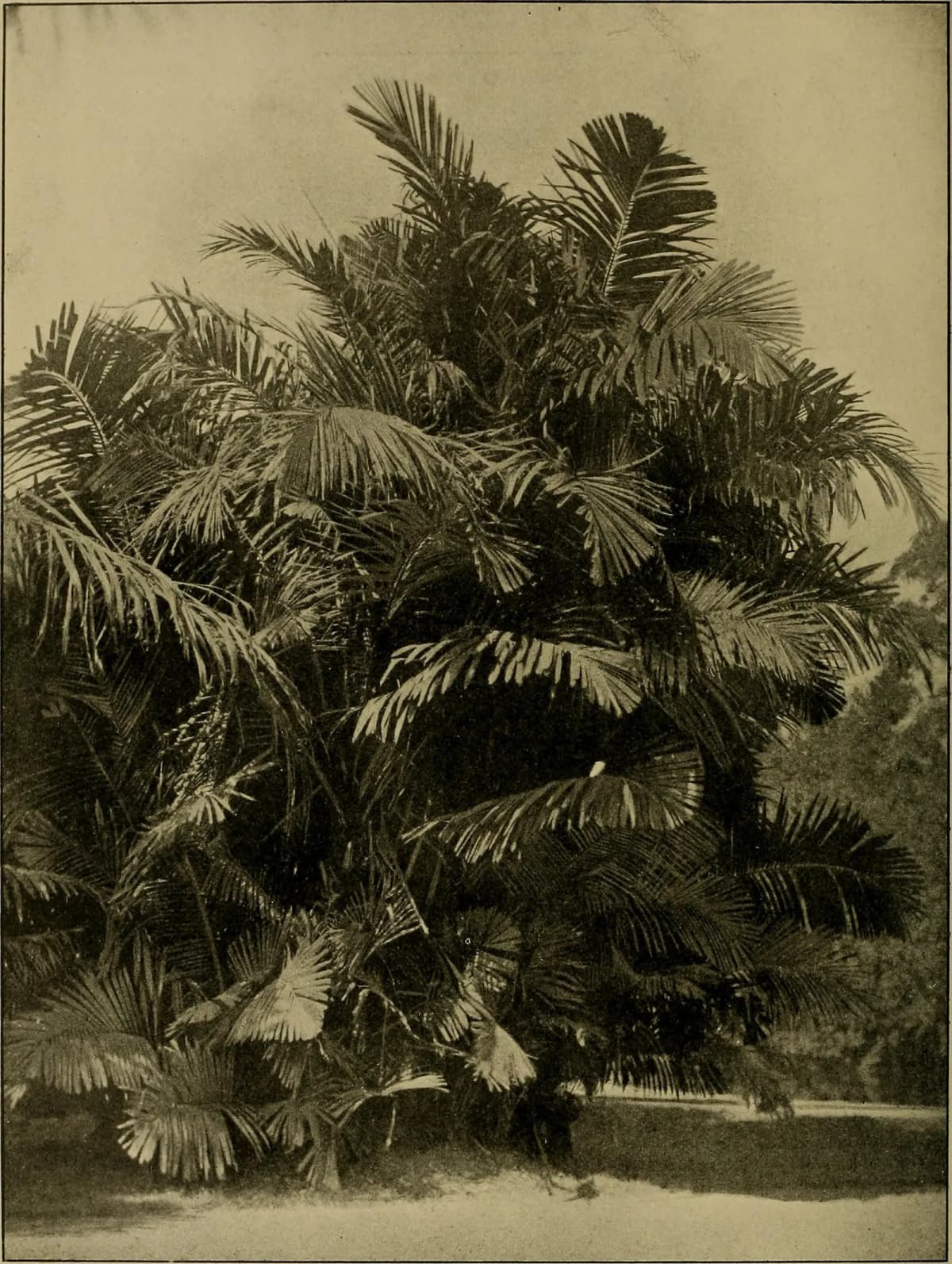 Botanical specimen of Arenga Obtusifolia.