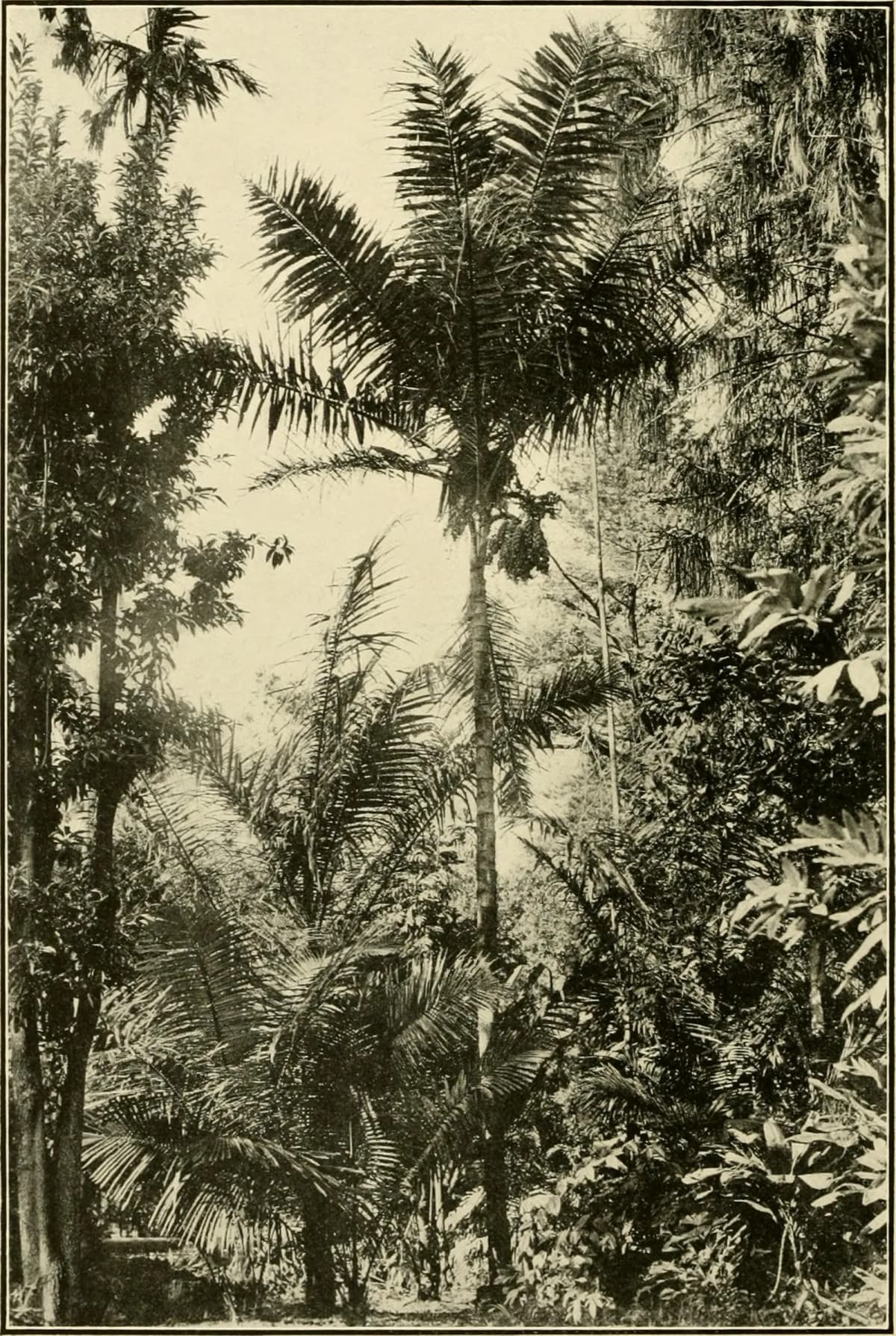 Botanical specimen of Arenga Obtusifolia.