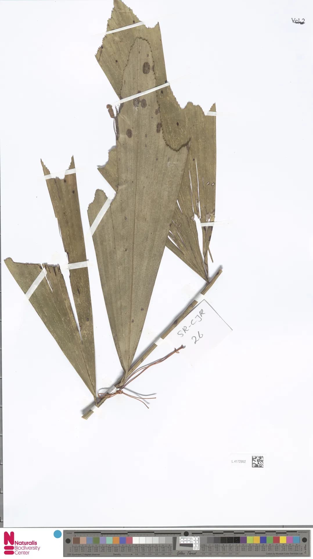 Botanical specimen of Arenga Porphyrocarpa.