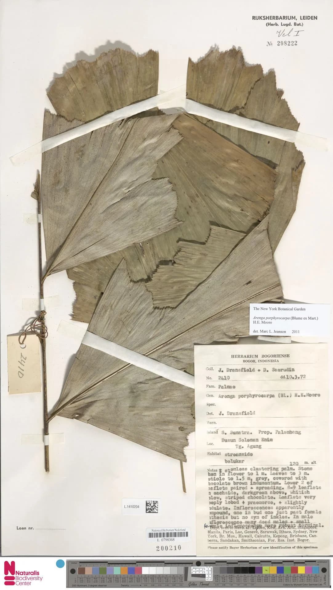 Botanical specimen of Arenga Porphyrocarpa.