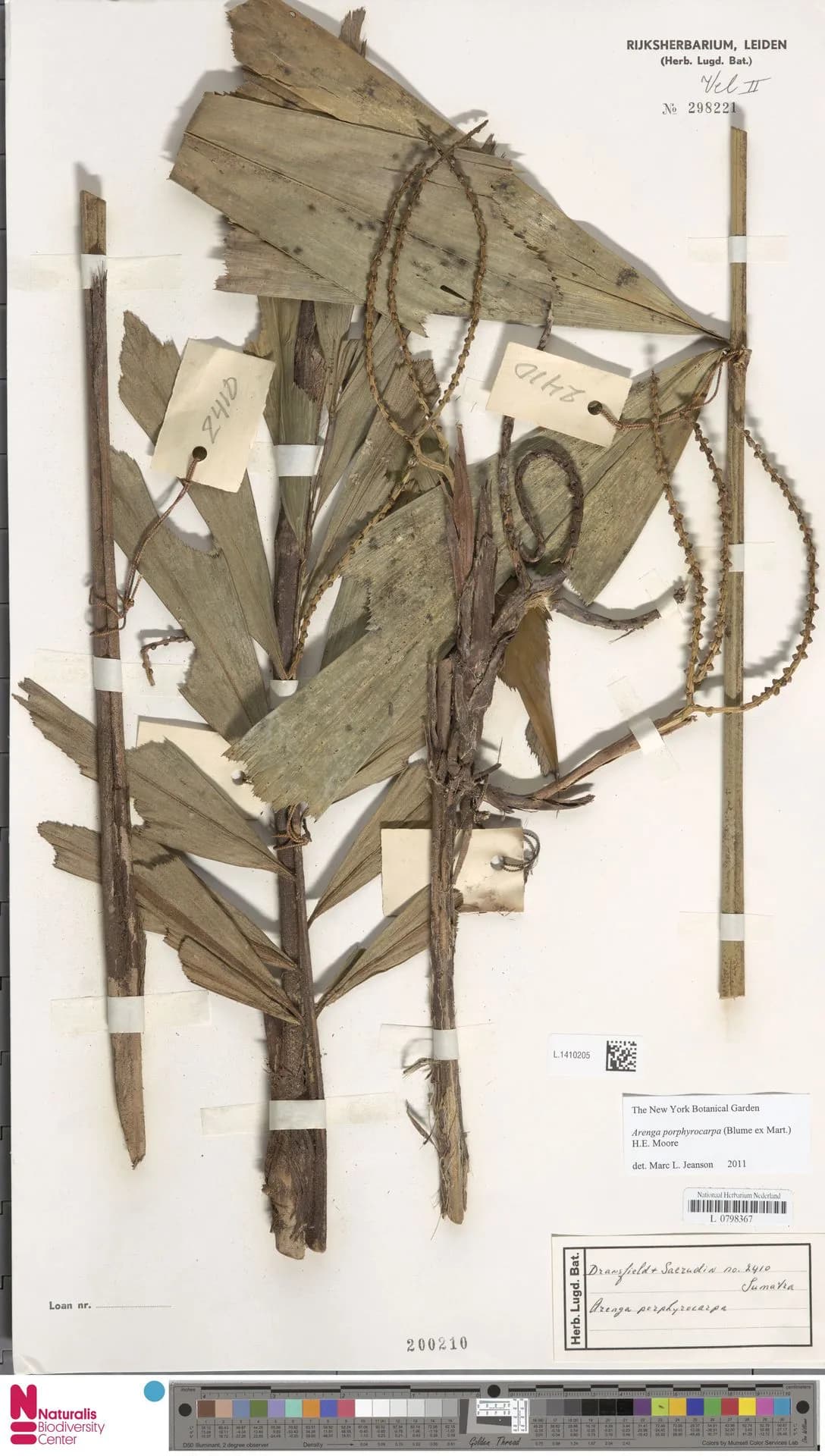 Botanical specimen of Arenga Porphyrocarpa.
