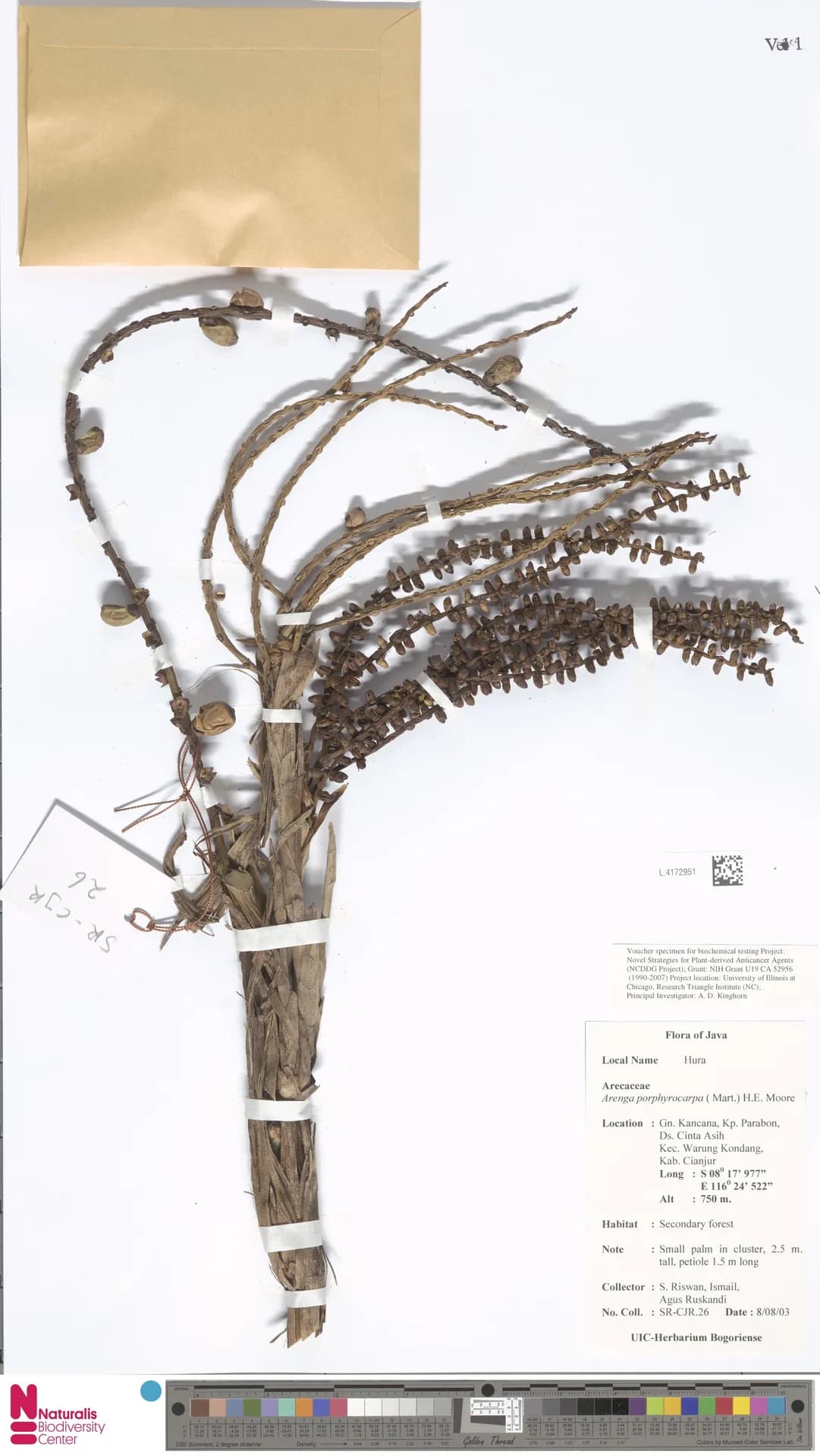 Botanical specimen of Arenga Porphyrocarpa.