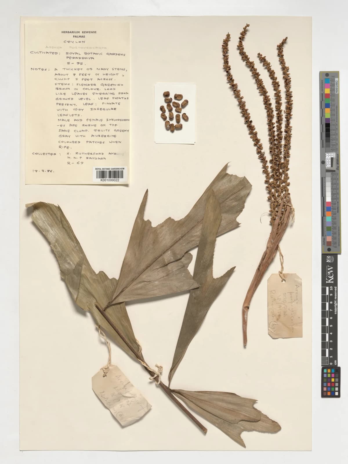 Botanical specimen of Arenga Porphyrocarpa.