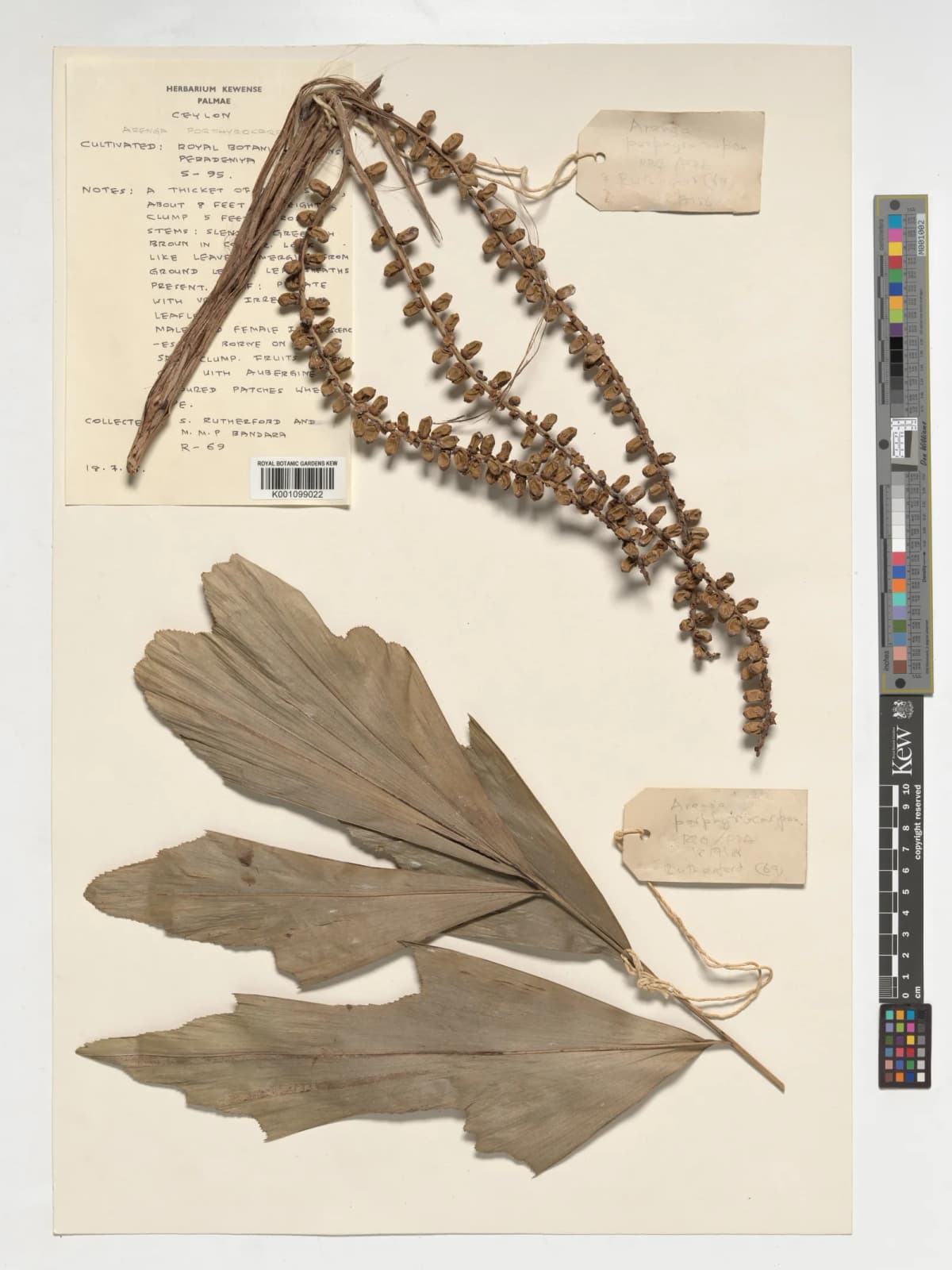 Botanical specimen of Arenga Porphyrocarpa.