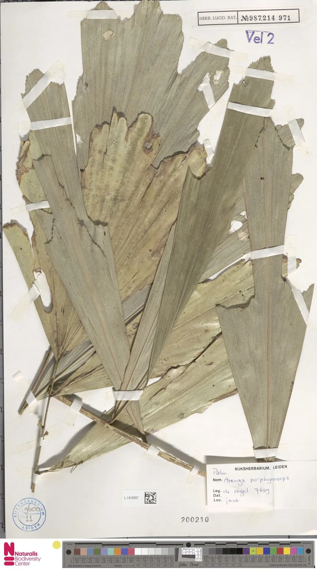 Botanical specimen of Arenga Porphyrocarpa.