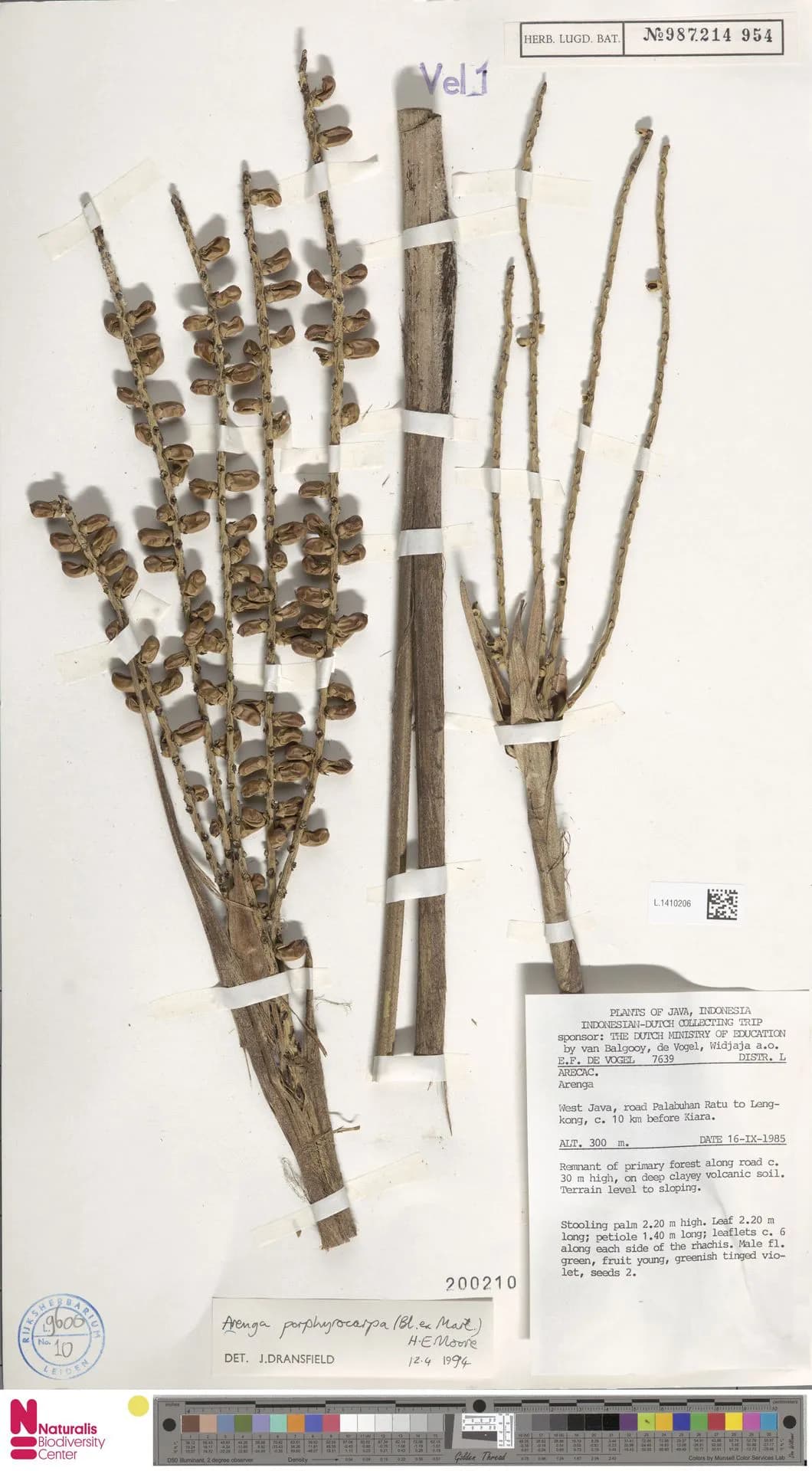 Botanical specimen of Arenga Porphyrocarpa.