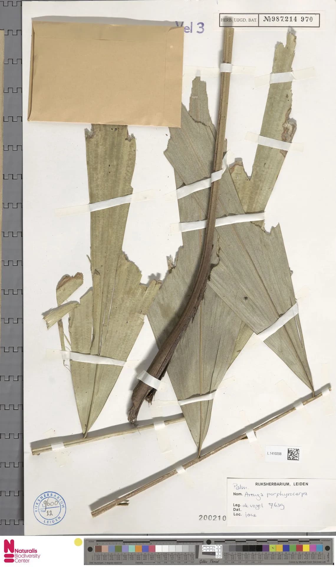 Botanical specimen of Arenga Porphyrocarpa.