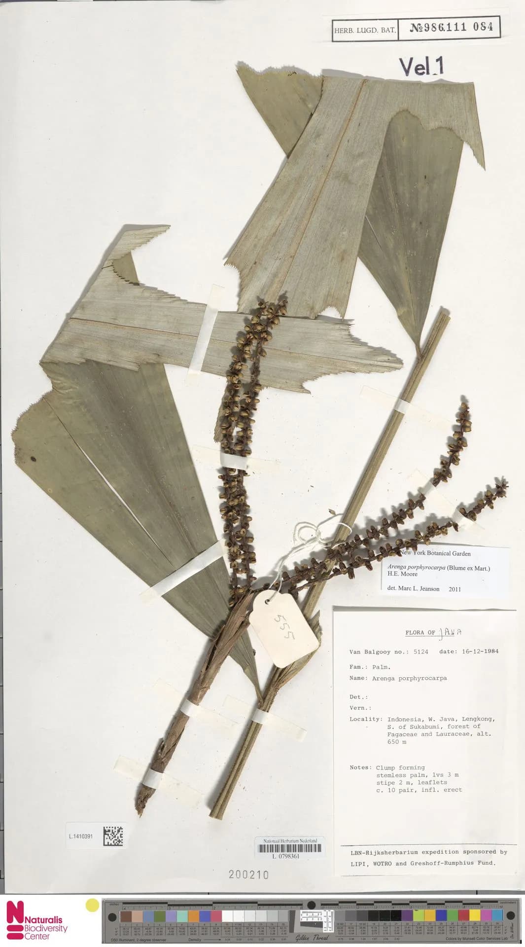 Botanical specimen of Arenga Porphyrocarpa.