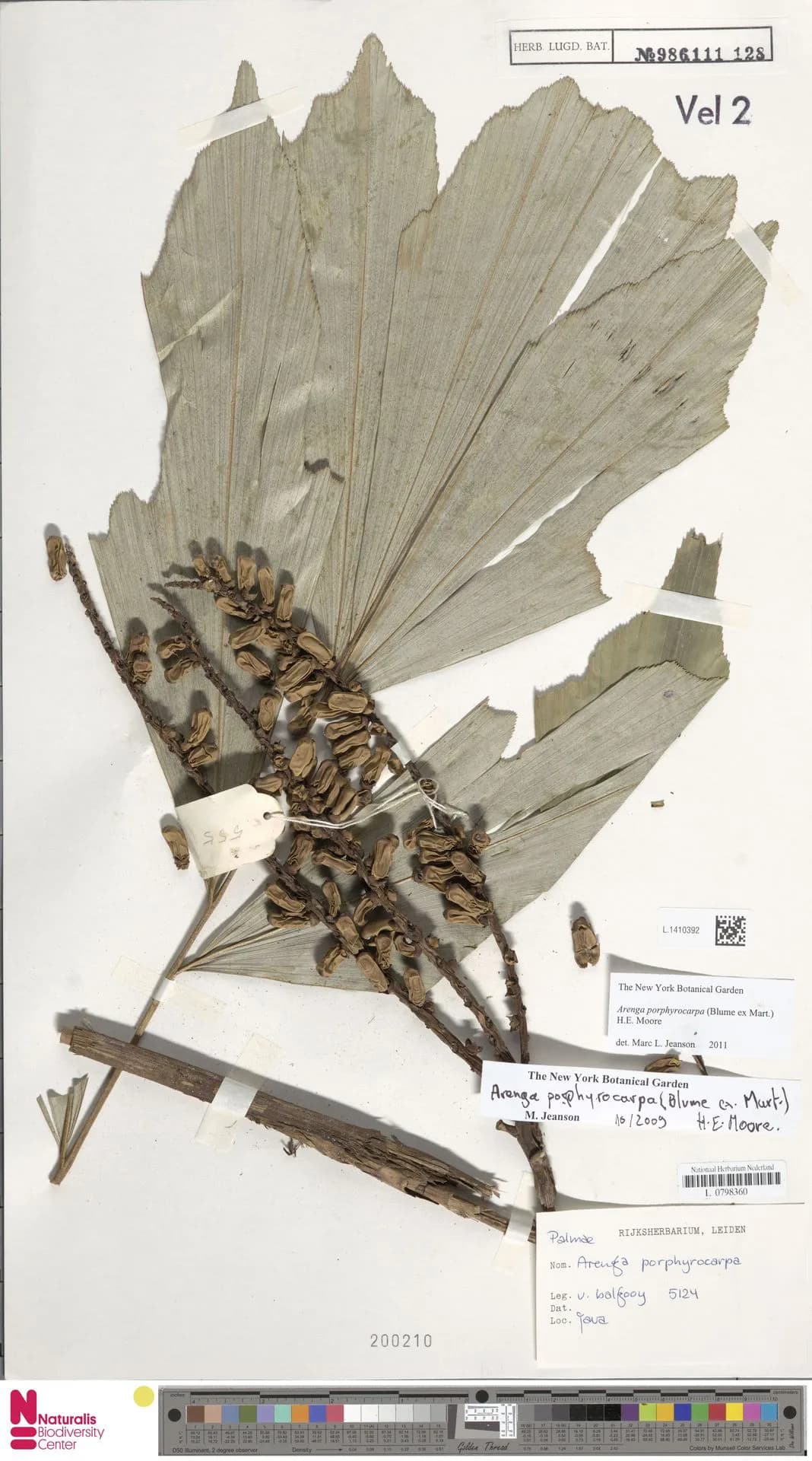 Botanical specimen of Arenga Porphyrocarpa.